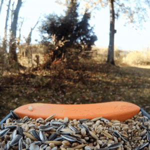 a gif showing the notifications from the bird buddy bird house and a bird visiting the feeder