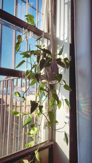 a plant hanging in one of the macrame hangers