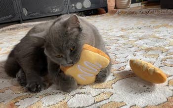 gray kitty biting bread slice shaped toy with baguette to next to them