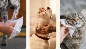 Pets enjoy gentle care with wet wipes: a paw being cleaned, a dog receiving head rubs, and a cat having its face wiped