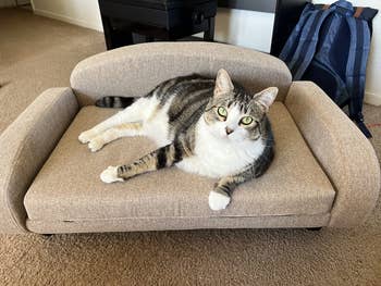 reviewer's cat on tan mini sofa