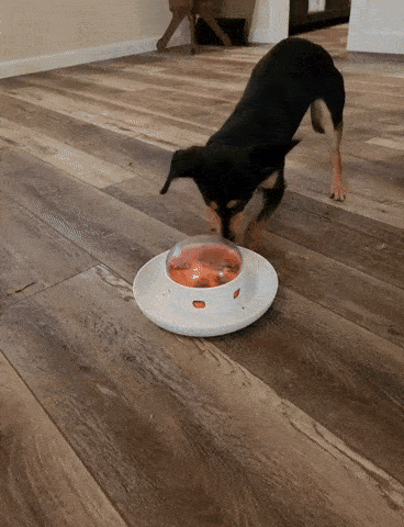 GIF of a dog pressing the button to release food