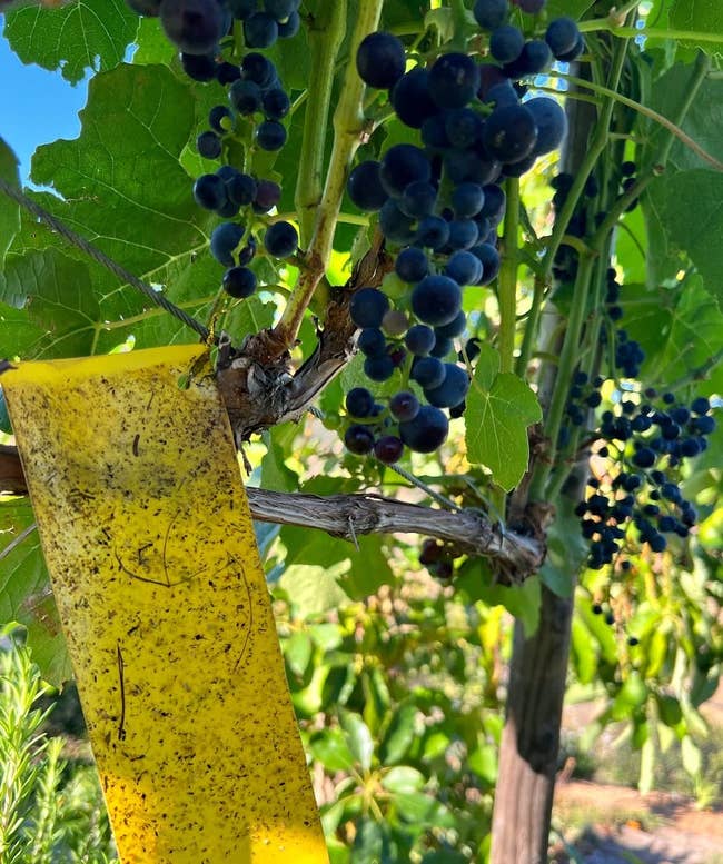 Ripe grapes on vine with yellow sticky insect trap in a vineyard