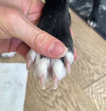 reviewer photo of a dog's trimmed nails