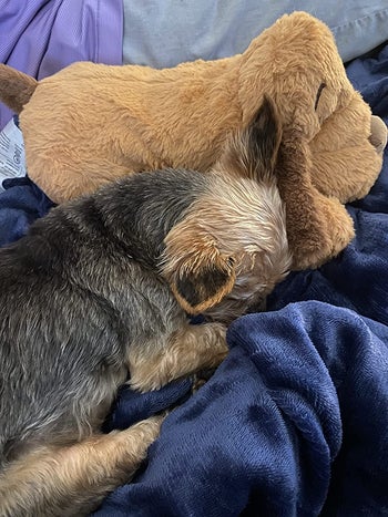Reviewer photo of Yorkie dog sleeping with snuggle puppy toy
