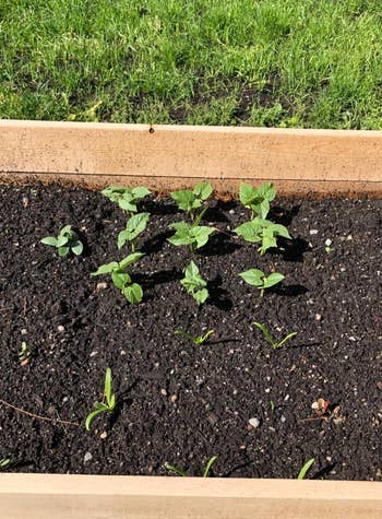 a perfect square of nine seedlings planted evenly