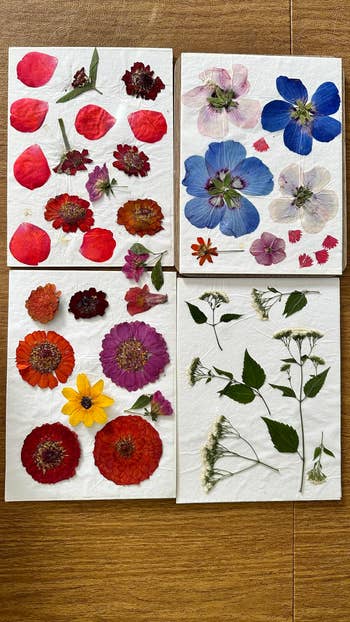 Pressed angiosperm creation postulation featuring assorted floral designs and leafage arrangements connected decorative insubstantial suitable for location decor oregon trade projects