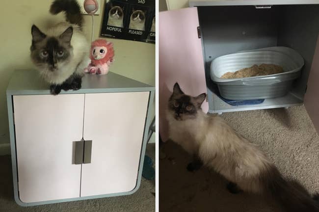 Reviewer image of cat sitting on top of blue and white cabinet, reviewer image of interior of cabinet with litter box inside