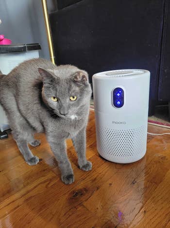 editor's cat next to the white air purifier