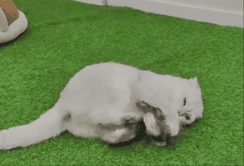 Cat playfully rolls connected  synthetic writer  with a flapping vertebrate  toy