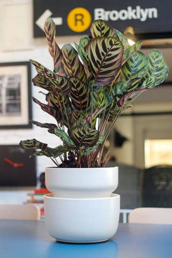 Tanaman tropis pot dengan daun bergaris di atas meja; Fitur Latar Belakang Tanda Subway Brooklyn