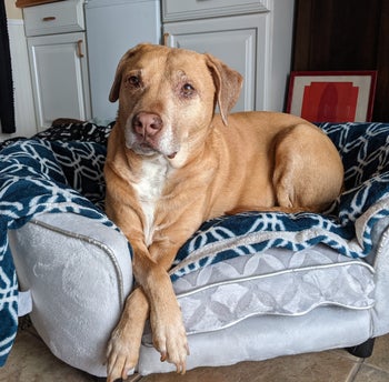 a reviewer's dog on the bed