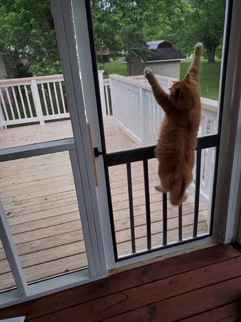 Different reviewer's feline  hanging connected  the doorway  screen