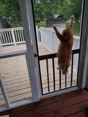 Different reviewer's cat hanging on the door screen