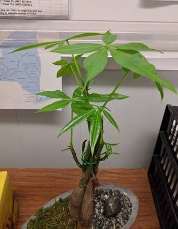 after photo of the same money tree, which has sprouted many new and large leaves