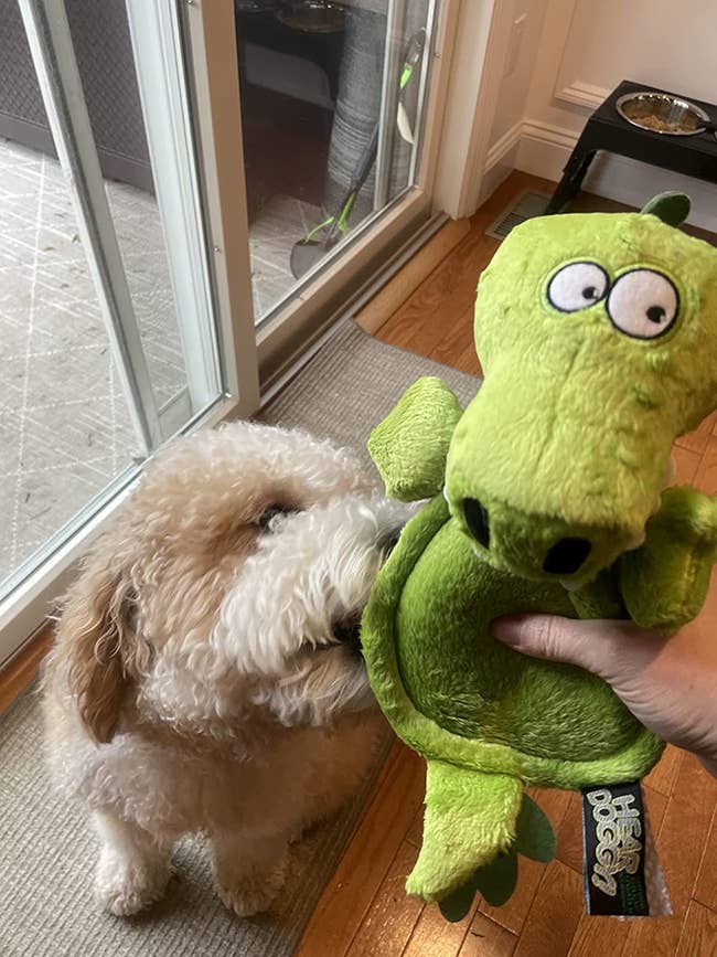 A reviewer holding and squeezing the toy as their dog tries to reach for it with it's mouth