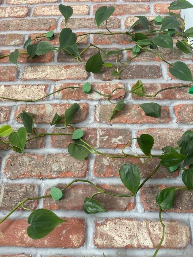 Trailing greenish vines climbing a ceramic wall, showcasing a earthy vertical plot show for decor inspiration
