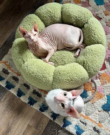 Two Sphynx cats lounging, one in a plush green pet bed and another peeking from below