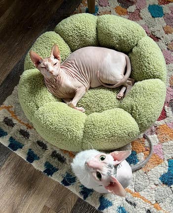 Two Sphynx cats lounging, one in a plush green pet bed and another peeking from below