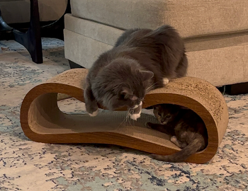 BuzzFeed writer's cat on top of the scratcher with the other inside