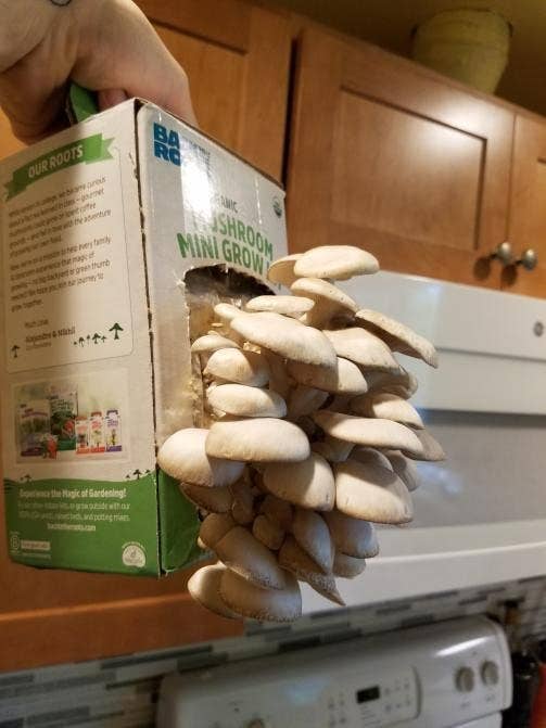 Mushrooms turn abundantly from a tiny cardboard box