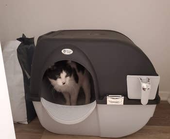 a reviewer photo of their cat standing inside the litter box 