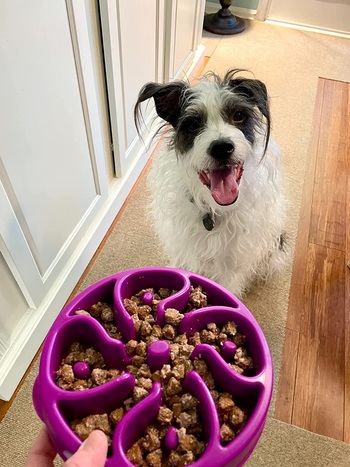 a reviewer's dog sitting in front of a purple slow feeding bowl