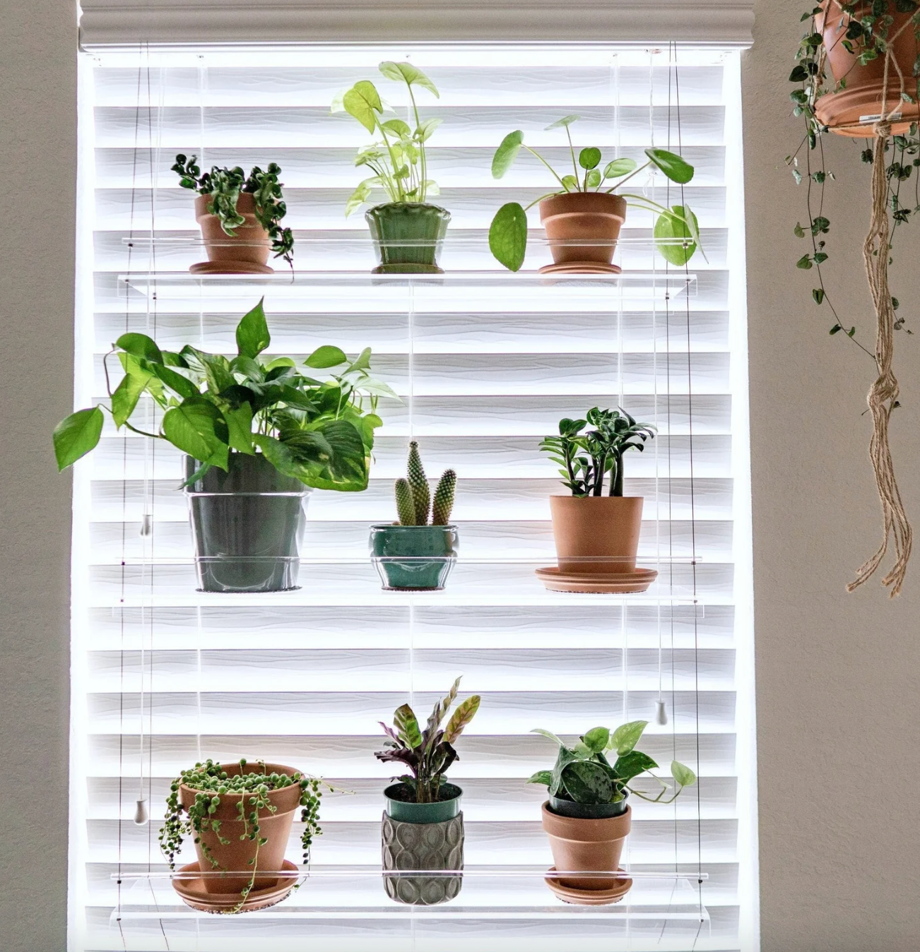 The three-tiered shelf holding nine plants