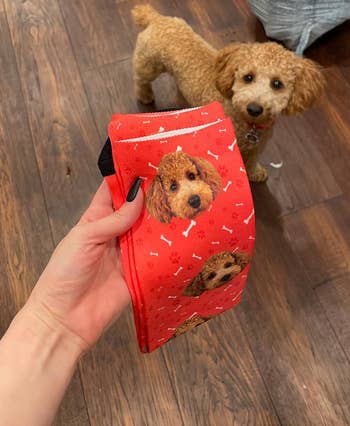 reviewer holding up pair of red socks with golden doodle dog on them and the actual dog in the background