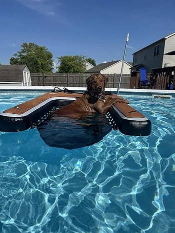 Dog lounging on a pool float in a backyard swimming pool. Relaxed vibe, sunny day