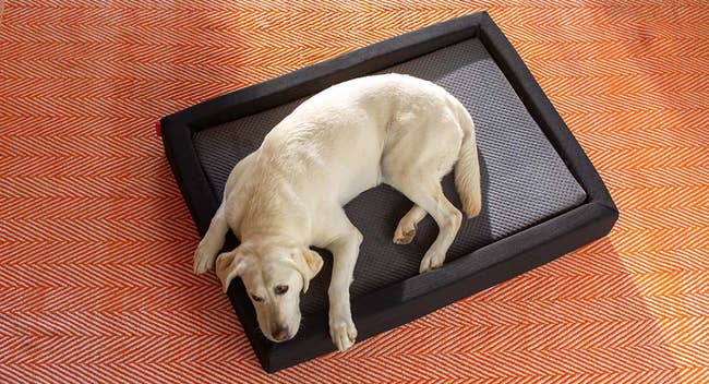 a yellow lab laying in the bed with dark gray edges and a gray memory foam cushion
