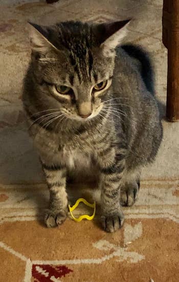 Cat sitting next to yellow bracelet toy