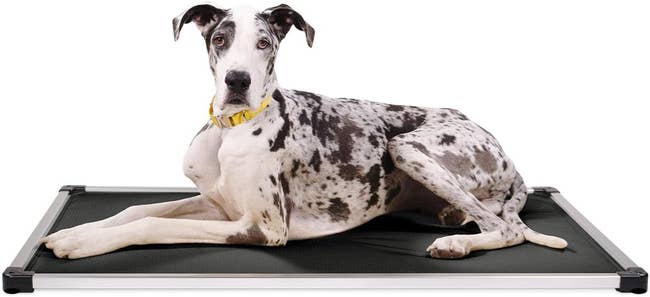 A dog laying on a flat dog bed with an aluminum frame