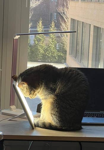 a cat with its face on the light therapy lamp