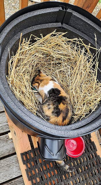 a look inside the kitty tube, showing a cat sleeping on the straw
