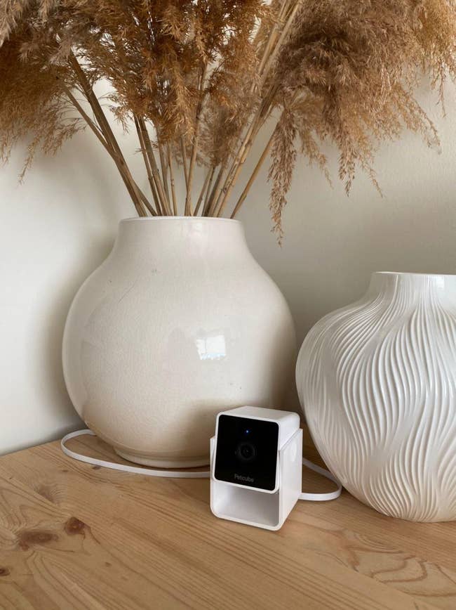 A reviewer's Petcube sitting on a table with two white planters