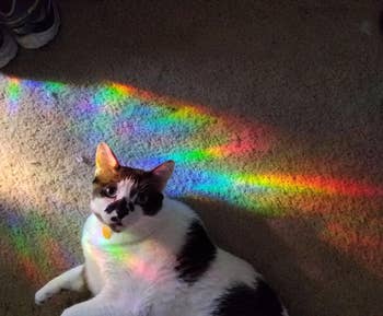 rainbow reflecting on a floor with a majestic kitty basking in it