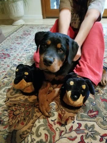 another reviewer wearing the Rottweiler slippers next to t heir dog, which looks identical