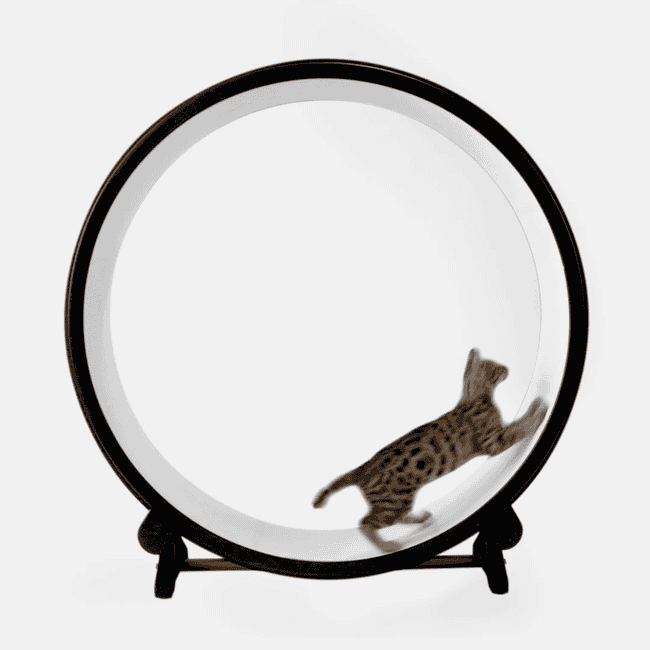 cat moving connected a wheel