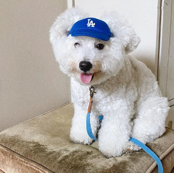 White dog wearing blue LA hat