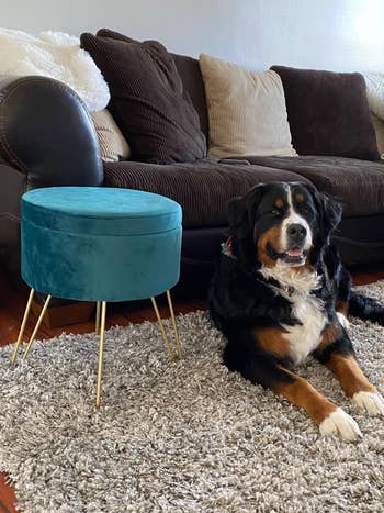 blue velvet storage ottoman with gold tone hairpin legs next to fluffy dog