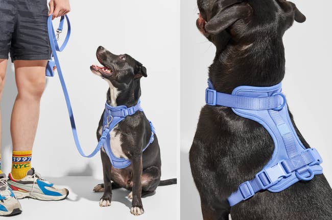 Model standing next to dog in light blue harness with leash attached to front on white background, back view of dog wearing clip on harness