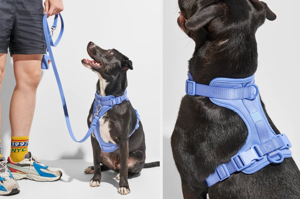 How To Put On Four Paws Dog Harness