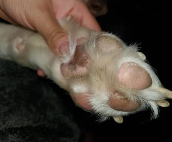 same dog paw pads after using nourishing butter
