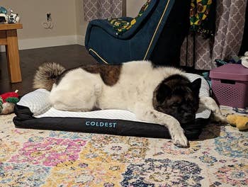 A ample  canine  rests comfortably connected  a plush favored  furniture  labeled 