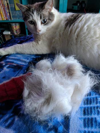 Cat next to a pile of its shed fur on a plaid blanket