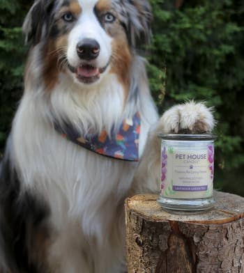 reviewer's pic of a dog posing with paw on the candle