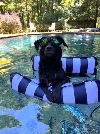 a dog laying on a water hammock in a pool