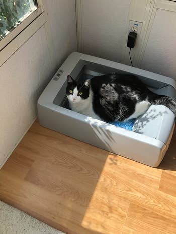 a reviewer's black and white cat sitting in the completely open litter box