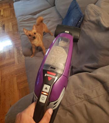 reviewer holding handheld vacuum cleaner full of pet hair with a small dog in the background